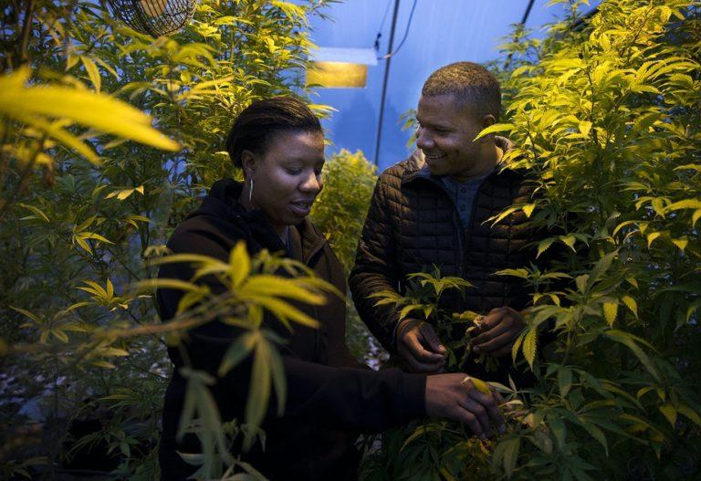 Hollingsworth Cannabis Partnership