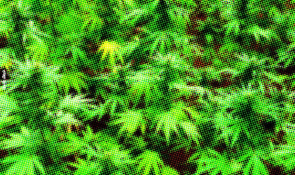 Indica, Sativa or Blend? Tips for Marijuana Newbies